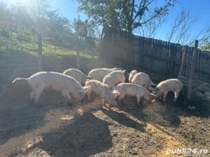 Vănd porci  - imagine 3