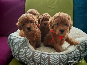 Cățeluși Toy Pudel de vânzare - imagine 4