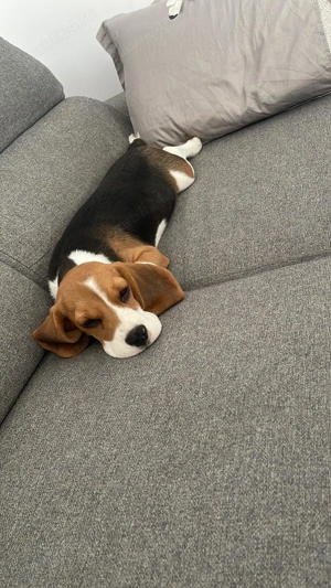 Pui de Beagle, 4 luni - imagine 2