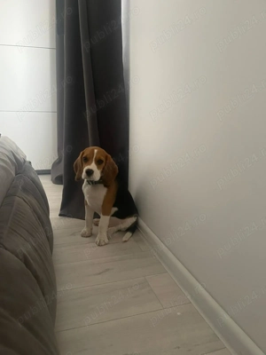 Pui de Beagle, 4 luni