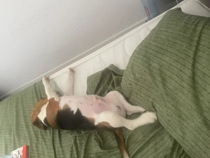 Pui de Beagle, 4 luni - imagine 3