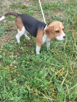 Pui de Beagle, 4 luni - imagine 4