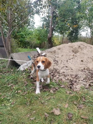 Pui de Beagle, 4 luni - imagine 5