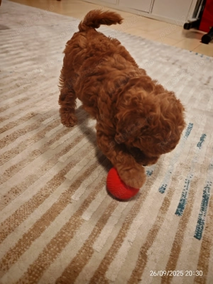 Cățeluși Toy Pudel de vânzare - imagine 5