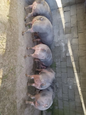 Vând porci rasa de carne  - imagine 3