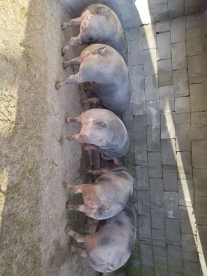 Vând porci rasa de carne 