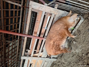 Vând purcea mangalita gestanta