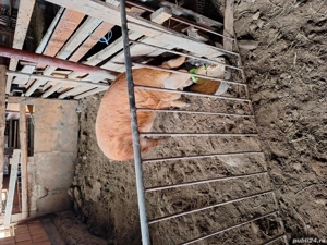 Vând purcea mangalita gestanta - imagine 3