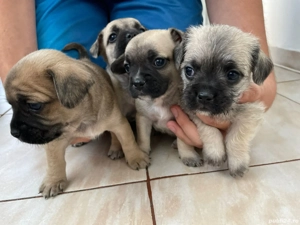 Puiuți adorabili de vânzare