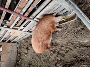 Vând purcea mangalita gestanta - imagine 2