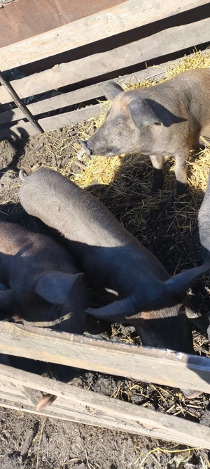 porci de vanzare  - imagine 2