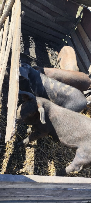 porci de vanzare  - imagine 3