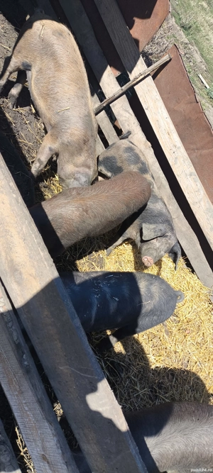 porci de vanzare  - imagine 4