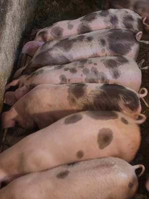 Purcei de vanzare  - imagine 4