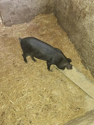 Corcitură porci bazna duroc Mangalița