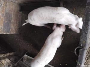 Vind Grasuni - imagine 2