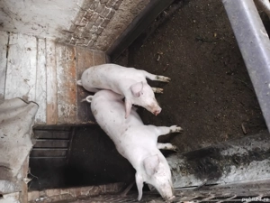 Vind Grasuni - imagine 5