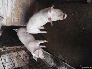 Vind Grasuni - imagine 3