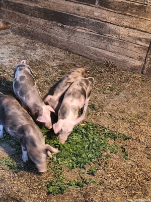 Vând scroafa petrean belgian si 4 purcei  - imagine 3