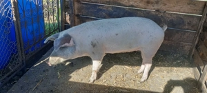 Vând purcică de sămânță 