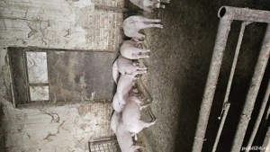 grasuni intre 40 - 45 kg 