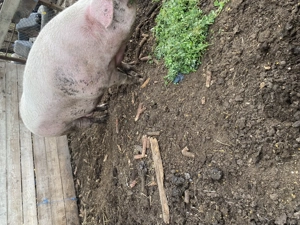 Vând două scroafe - imagine 2 Vând două scroafe - imagine 2