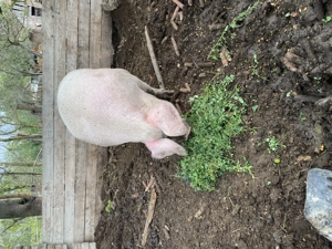 Vând două scroafe - imagine 3 Vând două scroafe - imagine 3