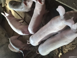 Vand purcei - imagine 2 Vand purcei - imagine 2