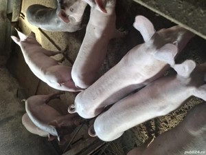 Vand purcei - imagine 5 Vand purcei - imagine 5