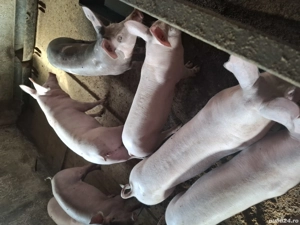 Vand purcei - imagine 3 Vand purcei - imagine 3