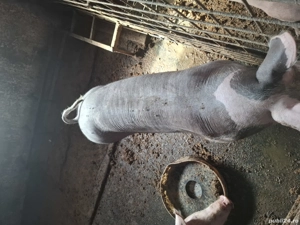 Vand purcele pietran - imagine 2