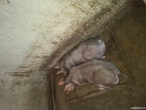 Vand purcele pietran - imagine 4