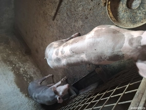 Vand purcele pietran - imagine 3