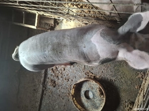 Vand purcele pietran - imagine 5