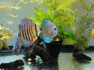 Pesti acvariu Discus  - imagine 5 Pesti acvariu Discus  - imagine 5