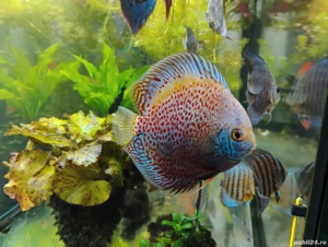 Pesti acvariu Discus  - imagine 4 Pesti acvariu Discus  - imagine 4
