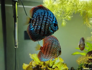 Pesti acvariu Discus  - imagine 3 Pesti acvariu Discus  - imagine 3