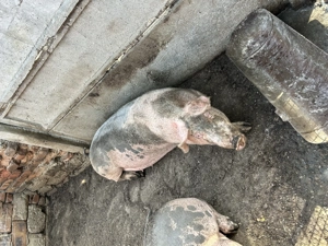 Vând Porci Mari - imagine 3 Vând Porci Mari - imagine 3