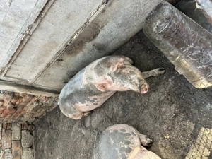 Vând Porci Mari - imagine 2 Vând Porci Mari - imagine 2