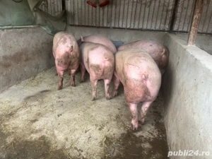 Vand porci  - imagine 4