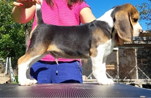 Pui Beagle cu pedigree ACHR - imagine 4