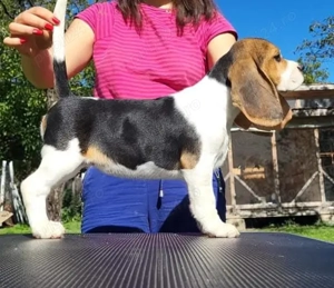 Pui Beagle cu pedigree ACHR - imagine 3