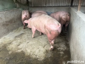 Vand porci  - imagine 3