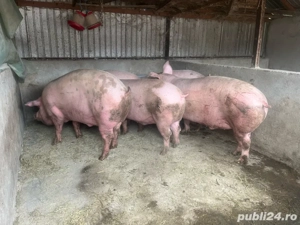 Vand porci  - imagine 2
