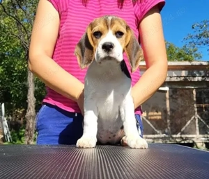 Pui Beagle cu pedigree ACHR - imagine 2