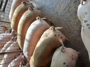 Disponibili 90-100kg rel la tel 