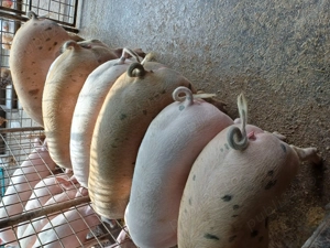 Disponibili 90-100kg rel la tel  - imagine 5