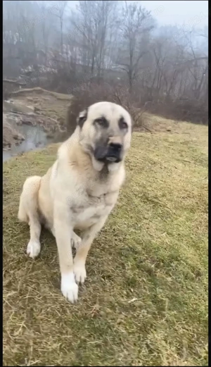 Vând mascul Kangal 