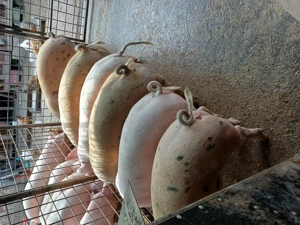 Disponibili 90-100kg rel la tel  - imagine 4