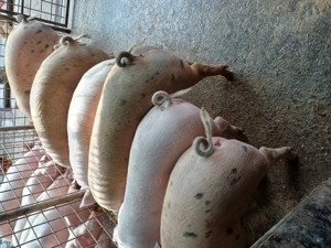 Disponibili 90-100kg rel la tel  - imagine 2